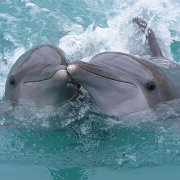 Dolphinaris 1